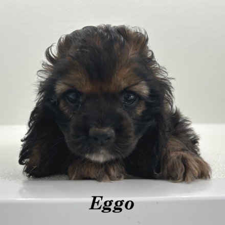 puppy, for, sale, Cocker Spaniel, Joe & Cherri  Overlease, dog, breeder, Miller, MO, dog-breeder, puppy-for-sale, forsale, nearby, find, puppyfind, locator, puppylocator, aca